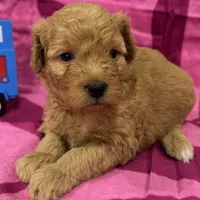 Daisy, a female Miniature Goldendoodle for sale in Hurst, TX – 3 of 4