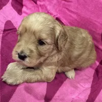 Willow, a female Miniature Goldendoodle for sale in Hurst, TX – 3 of 4