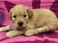 Violet, a female Miniature Goldendoodle for sale in Hurst, TX – 2 of 4