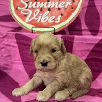 Willow, a female Miniature Goldendoodle for sale in Hurst, TX – 4 of 4