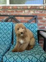 Update! Poppy, a female Miniature Goldendoodle for sale in Hurst, TX – 3 of 9