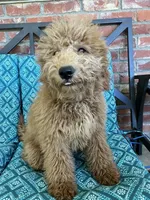 Update! Iris, a female Miniature Goldendoodle for sale in Hurst, TX – 3 of 8