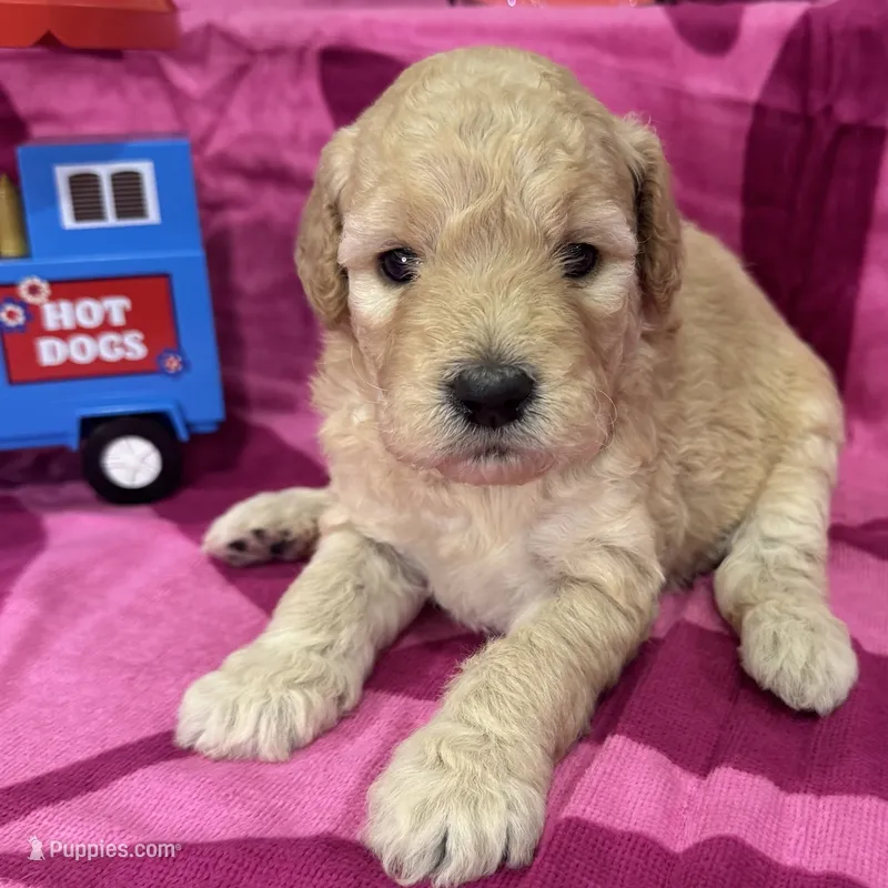 Violet – Miniature Goldendoodle puppy for sale in Hurst, TX