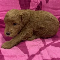 Iris, a female Miniature Goldendoodle for sale in Hurst, TX – 3 of 4