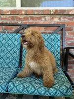 Update! Poppy, a female Miniature Goldendoodle for sale in Hurst, TX – 2 of 9