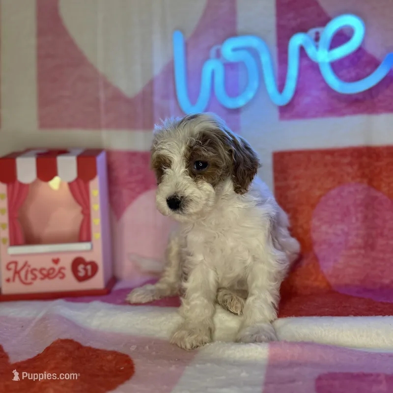 Reduced! Patty (F1b Micro)