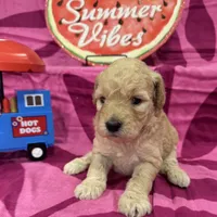 Violet, a female Miniature Goldendoodle for sale in Hurst, TX – 4 of 4