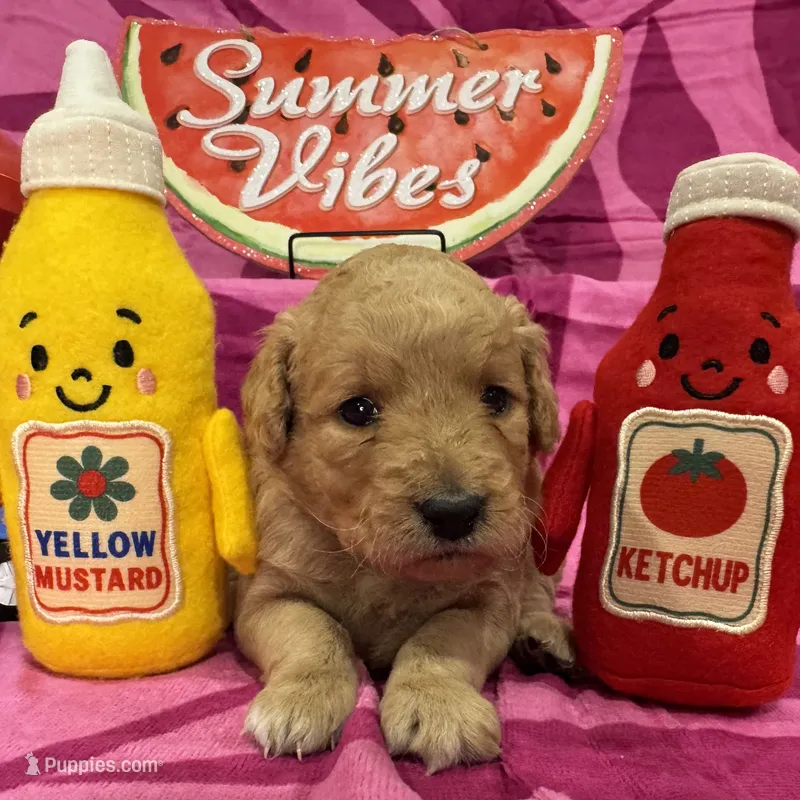 Lily – Miniature Goldendoodle puppy for sale in Hurst, TX