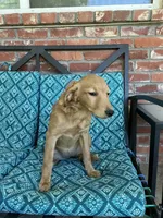 Update! Lily, a female Miniature Golden Retriever and Miniature Goldendoodle for sale in Hurst, TX – 4 of 7