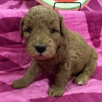 Iris, a female Miniature Goldendoodle for sale in Hurst, TX – 4 of 4