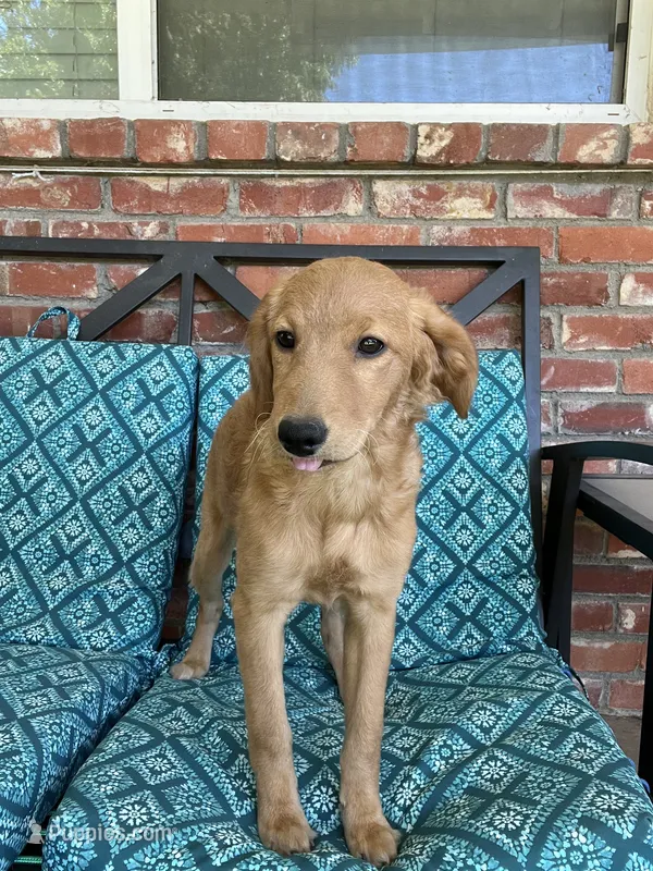 Update! Lily – Miniature Golden Retriever, Miniature Goldendoodle puppy for sale in Hurst, TX