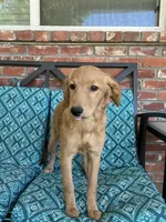 Update! Lily, a female Miniature Golden Retriever and Miniature Goldendoodle for sale in Hurst, TX – 1 of 7
