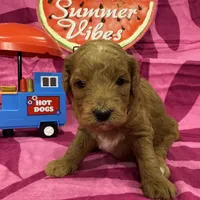 Clover, a female Miniature Goldendoodle for sale in Hurst, TX – 2 of 4