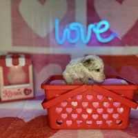 Special! Snoopy (F1b Micro), a male Goldendoodle and Miniature Goldendoodle for sale in Hurst, TX – Photo 7 of 7