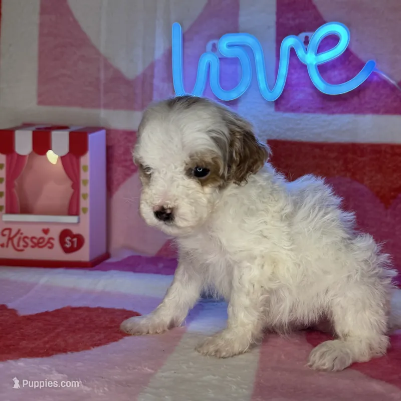 Special! Snoopy (F1b Micro)