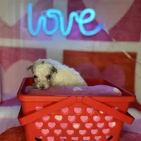 Special! Snoopy (F1b Micro), a male Goldendoodle and Miniature Goldendoodle for sale in Hurst, TX – Photo 5 of 7