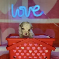 Special! Snoopy (F1b Micro), a male Goldendoodle and Miniature Goldendoodle for sale in Hurst, TX – Photo 4 of 7