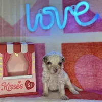 Special! Snoopy (F1b Micro), a male Goldendoodle and Miniature Goldendoodle for sale in Hurst, TX – Photo 6 of 7