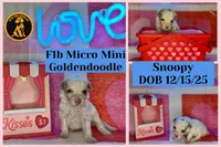 Special! Snoopy (F1b Micro), a male Goldendoodle and Miniature Goldendoodle for sale in Hurst, TX – Photo 3 of 7
