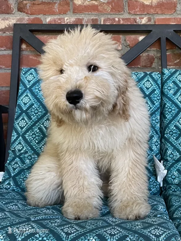 Update! Violet – Miniature Goldendoodle puppy for sale in Hurst, TX