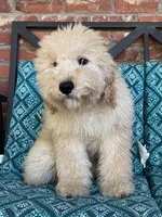 Update! Violet, a female Miniature Goldendoodle for sale in Hurst, TX – 1 of 8