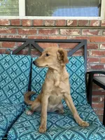 Update! Lily, a female Miniature Golden Retriever and Miniature Goldendoodle for sale in Hurst, TX – 3 of 7