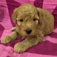 Daisy, a female Miniature Goldendoodle for sale in Hurst, TX – 2 of 4