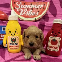 Lily, a female Miniature Goldendoodle for sale in Hurst, TX – 3 of 3