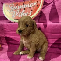 Poppy, a female Miniature Goldendoodle for sale in Hurst, TX – 3 of 4