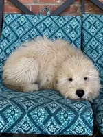 Update! Violet, a female Miniature Goldendoodle for sale in Hurst, TX – 3 of 8