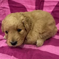 Lily, a female Miniature Goldendoodle for sale in Hurst, TX – 2 of 3