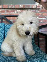 Update! Violet, a female Miniature Goldendoodle for sale in Hurst, TX – 2 of 8