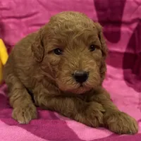 Iris, a female Miniature Goldendoodle for sale in Hurst, TX – 1 of 4
