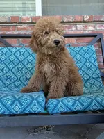 Update! Iris, a female Miniature Goldendoodle for sale in Hurst, TX – 2 of 8