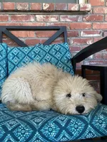 Update! Violet, a female Miniature Goldendoodle for sale in Hurst, TX – 4 of 8