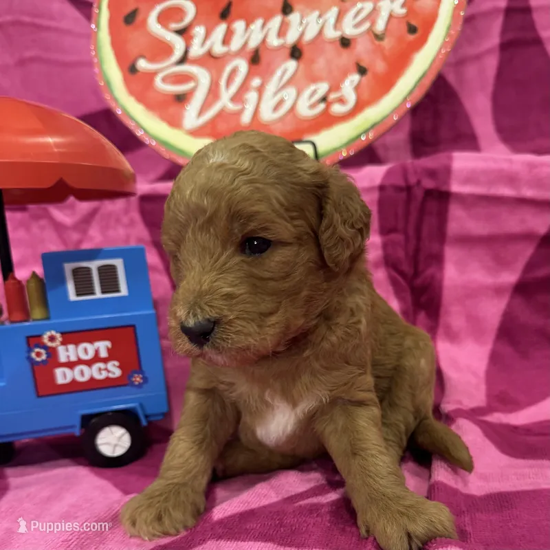 Clover – Miniature Goldendoodle puppy for sale in Hurst, TX