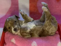 processed/3449d3b1-77ae-4043-9437-2d1208ffe7ad/listing/a77608c9-4e26-4d3d-96e9-1bdffd839514/202c46db-9263-490f-b42c-5927bc41b307