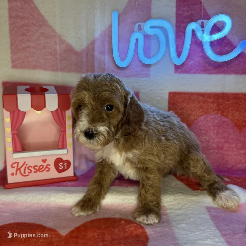 Reduced! Woodstock (F1b Micro)