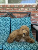 Update! Poppy, a female Miniature Goldendoodle for sale in Hurst, TX – 5 of 9