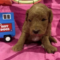 Clover, a female Miniature Goldendoodle for sale in Hurst, TX – 3 of 4