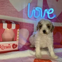 processed/3449d3b1-77ae-4043-9437-2d1208ffe7ad/listing/b9e33d50-96d7-4ff6-8215-ccdd272b4e18/1dbfb498-6456-4c6b-b18d-6d338a40ece2