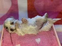 processed/3449d3b1-77ae-4043-9437-2d1208ffe7ad/listing/b9e33d50-96d7-4ff6-8215-ccdd272b4e18/6664c131-8c48-478d-b9da-0f44dba941c0