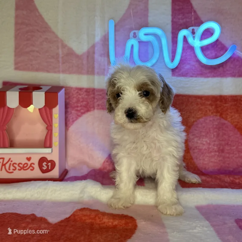 Reduced! Marcie (F1b Micro)