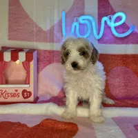 processed/3449d3b1-77ae-4043-9437-2d1208ffe7ad/listing/b9e33d50-96d7-4ff6-8215-ccdd272b4e18/720d5f97-e559-4d84-bdd8-24566fc28458