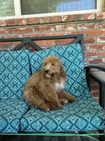 Update! Poppy, a female Miniature Goldendoodle for sale in Hurst, TX – 4 of 9