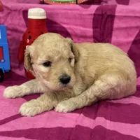 Violet, a female Miniature Goldendoodle for sale in Hurst, TX – 3 of 4
