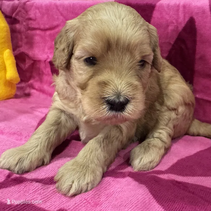 Willow – Miniature Goldendoodle puppy for sale in Hurst, TX