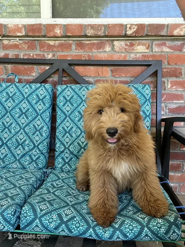 Update! Poppy – Miniature Goldendoodle puppy for sale in Hurst, TX