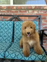 Update! Poppy, a female Miniature Goldendoodle for sale in Hurst, TX – 1 of 9