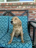 Update! Lily, a female Miniature Golden Retriever and Miniature Goldendoodle for sale in Hurst, TX – 2 of 7